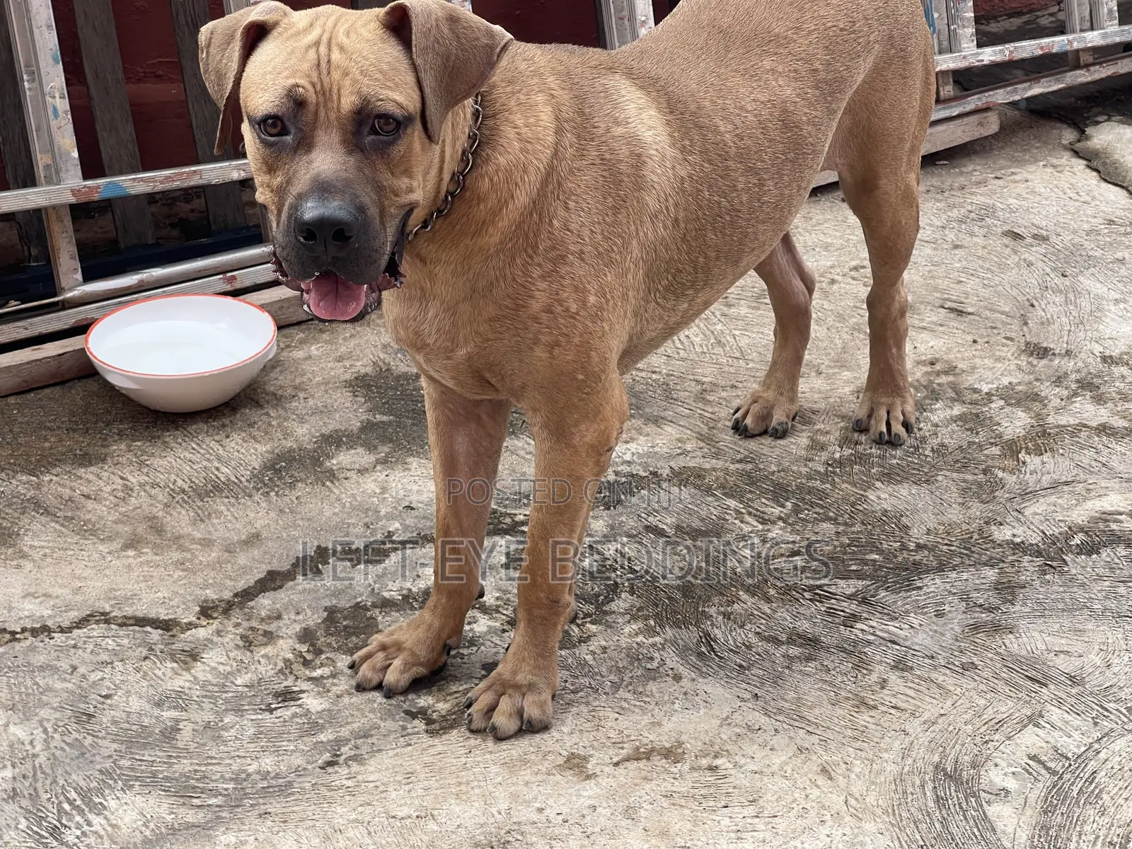6-12 months Male Purebred Boerboel