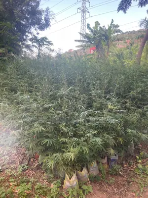 Bamboo For Sale