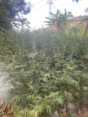 Bamboo For Sale