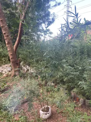 Bamboo For Sale