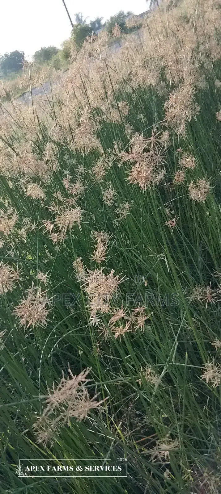 Bamboo Stalks, Horn Worth Plant,Papyrus & Many Water Plants Available