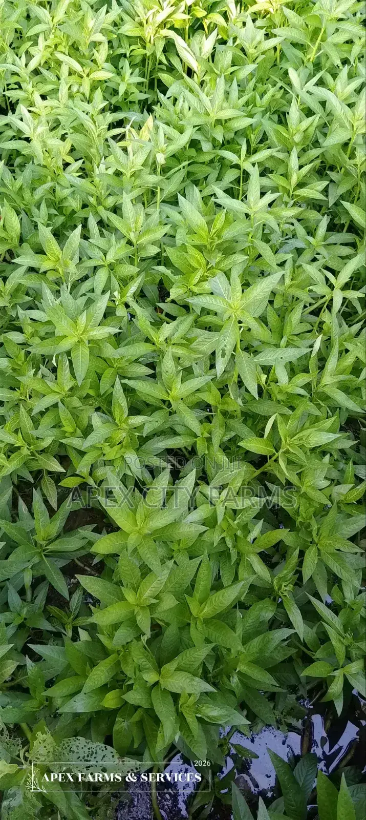 Bamboo Stalks, Horn Worth Plant,Papyrus & Many Water Plants Available