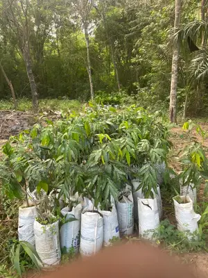 Indian Tree