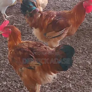 Saso Hard Broiler for Sale
