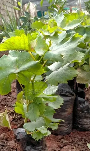 Concord Grape Seedlings