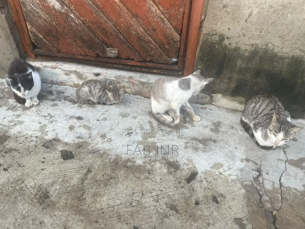 1+ year Female Mixed Breed Cat