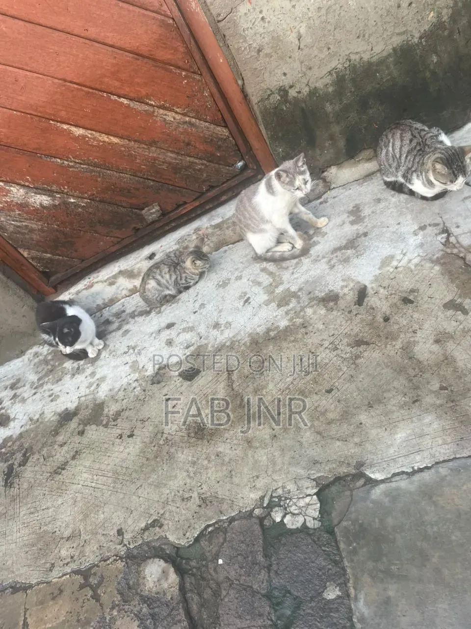 1+ year Female Mixed Breed Cat
