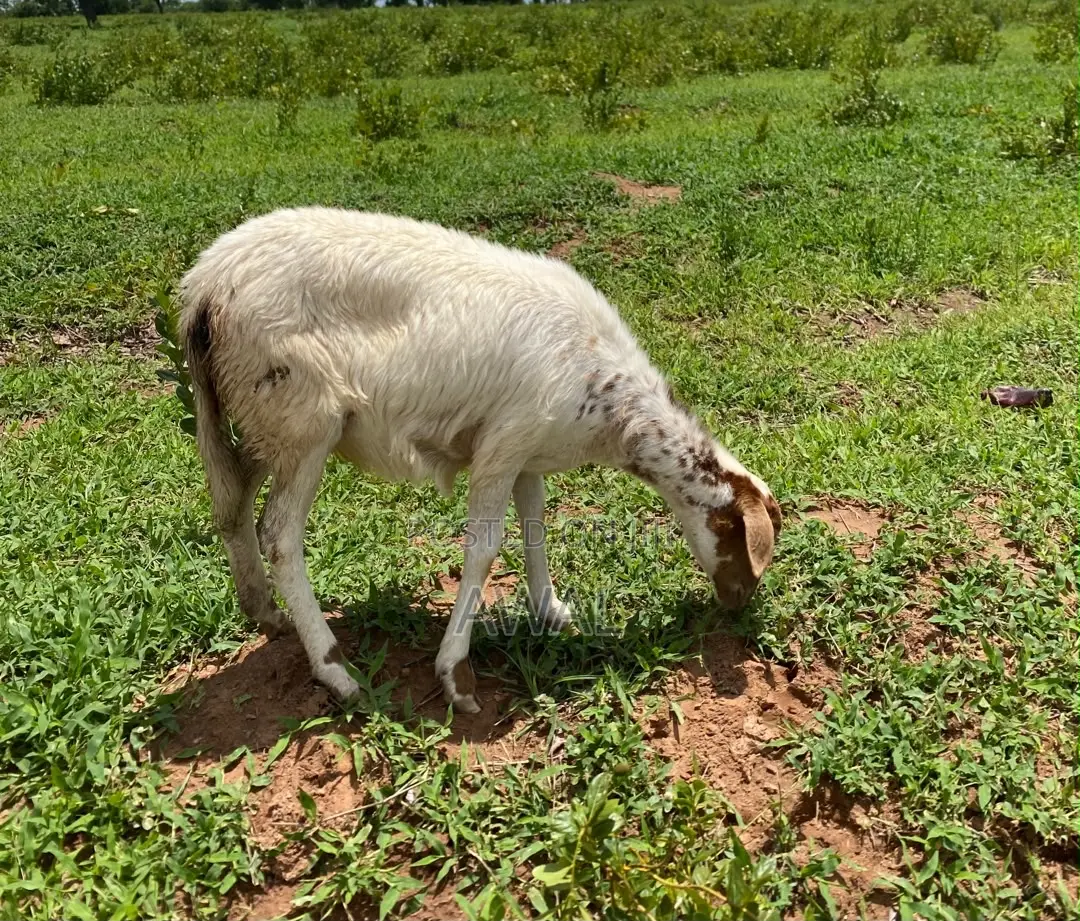 White Female Sheep