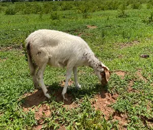 White Female Sheep