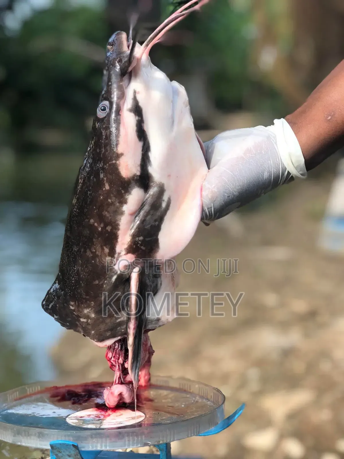 Catfishking