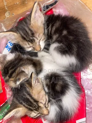 1-3 months Male Mixed Breed Cat