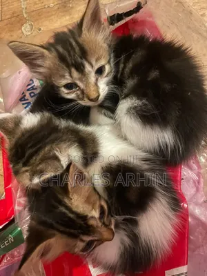 1-3 months Male Mixed Breed Cat