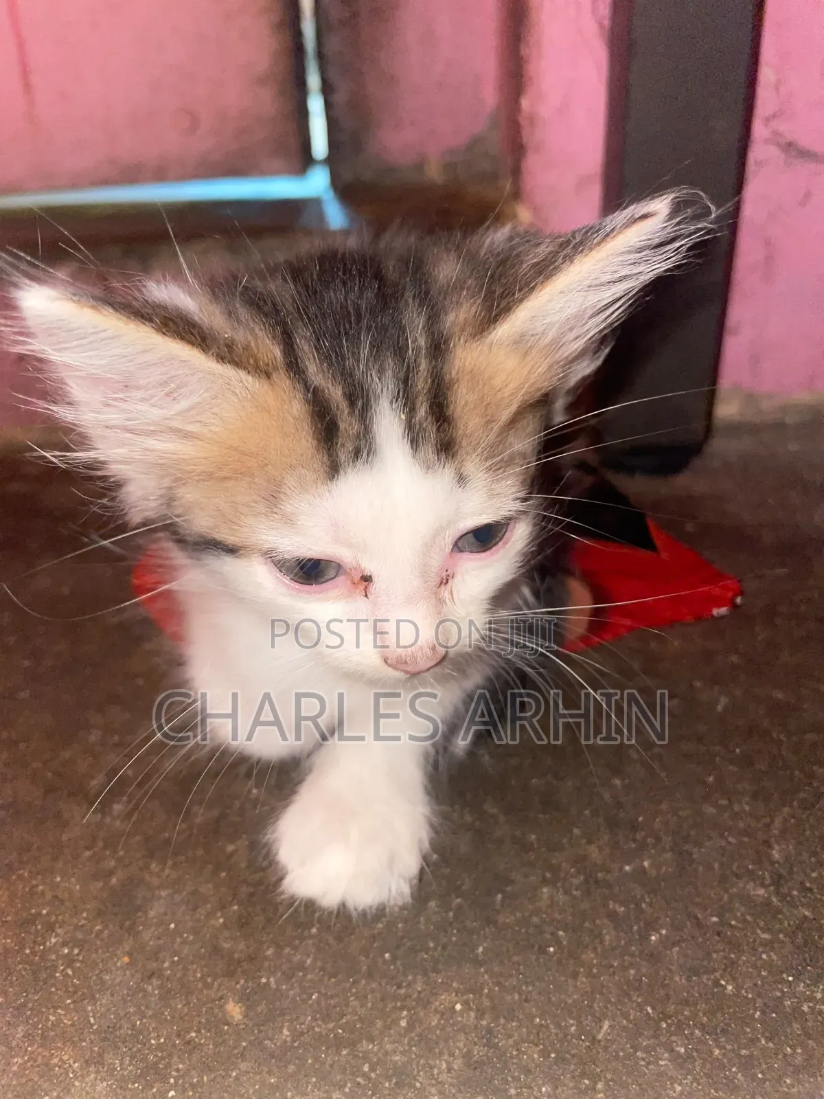 1-3 months Male Mixed Breed Cat
