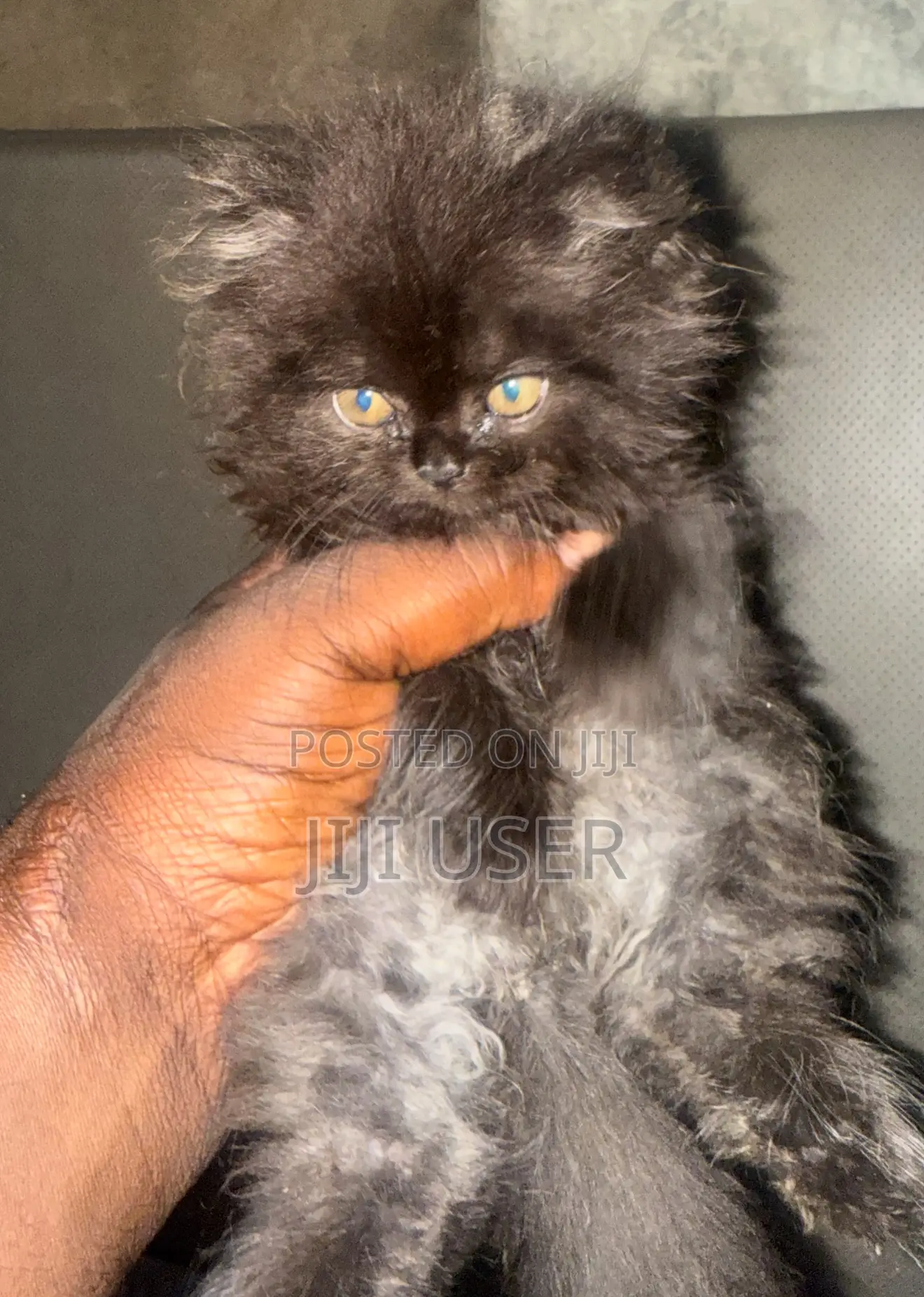 1-3 months Male Purebred Persian