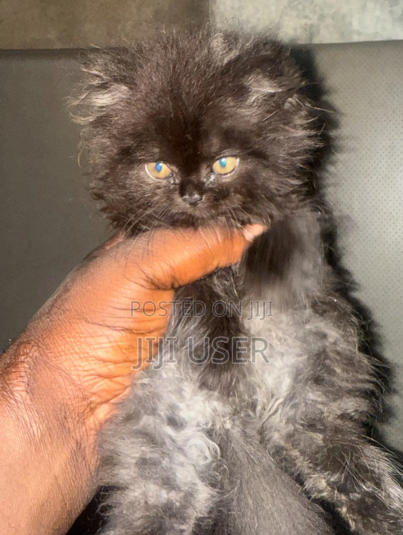 1-3 months Male Purebred Persian