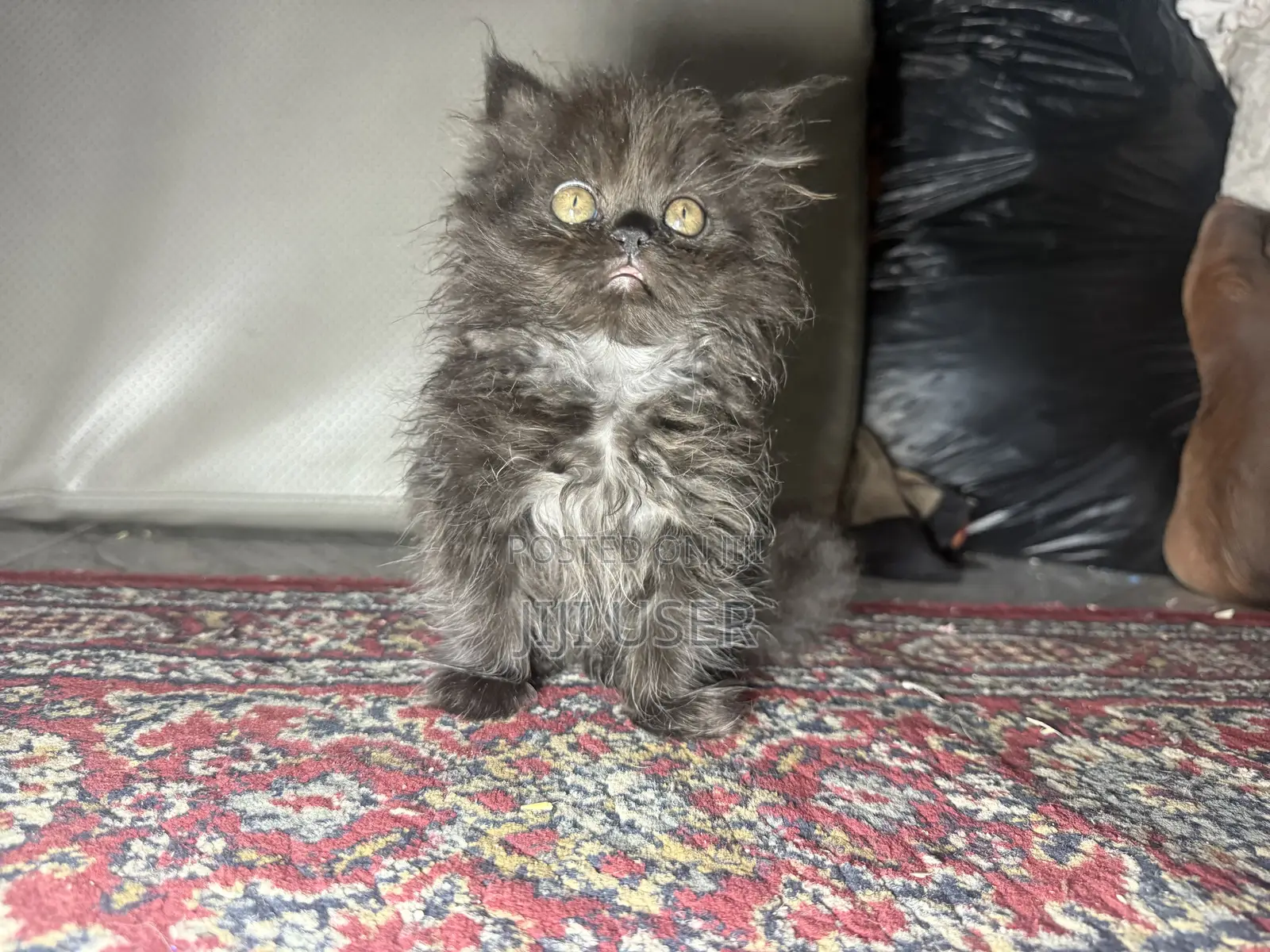 1-3 months Male Purebred Persian