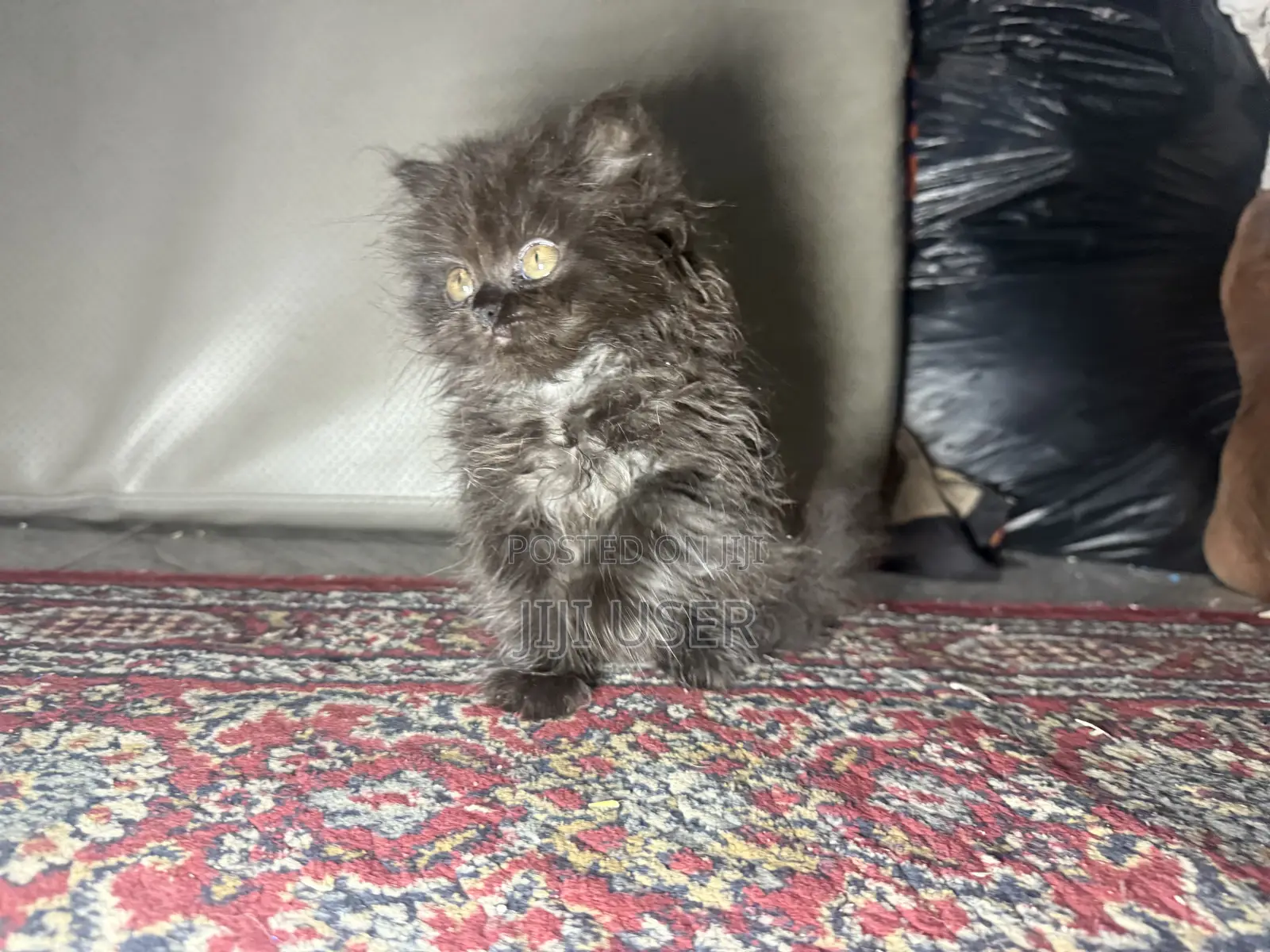 1-3 months Male Purebred Persian