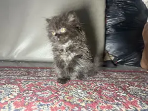 1-3 months Male Purebred Persian