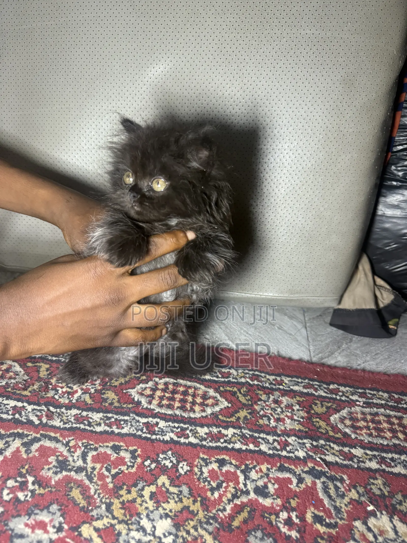 1-3 months Male Purebred Persian