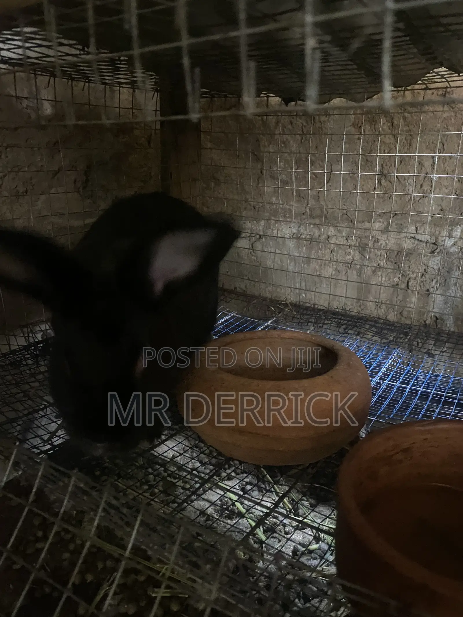 Rabbits for Sale