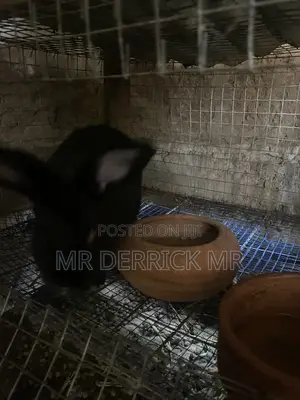 Rabbits for Sale