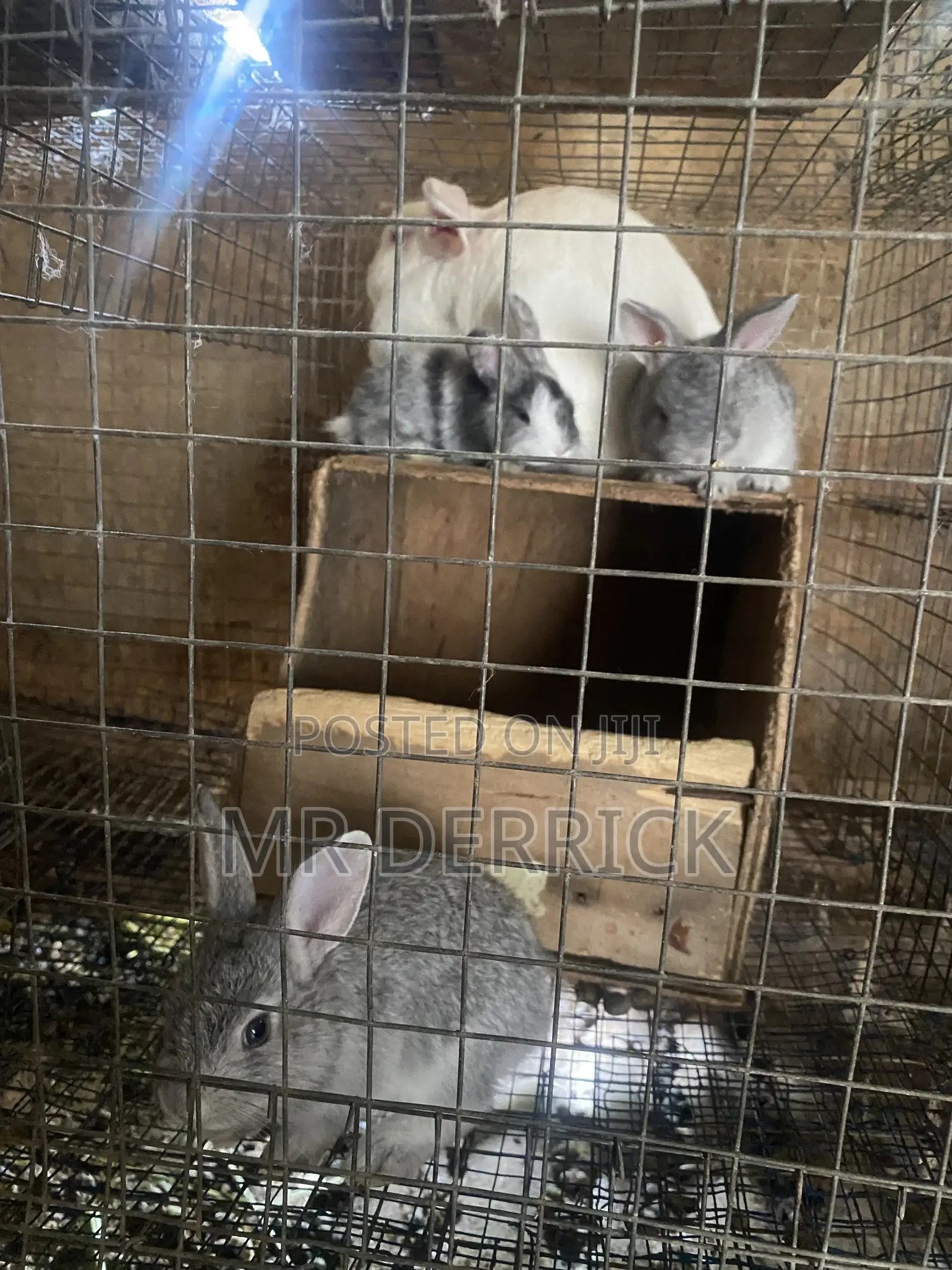 Rabbits for Sale
