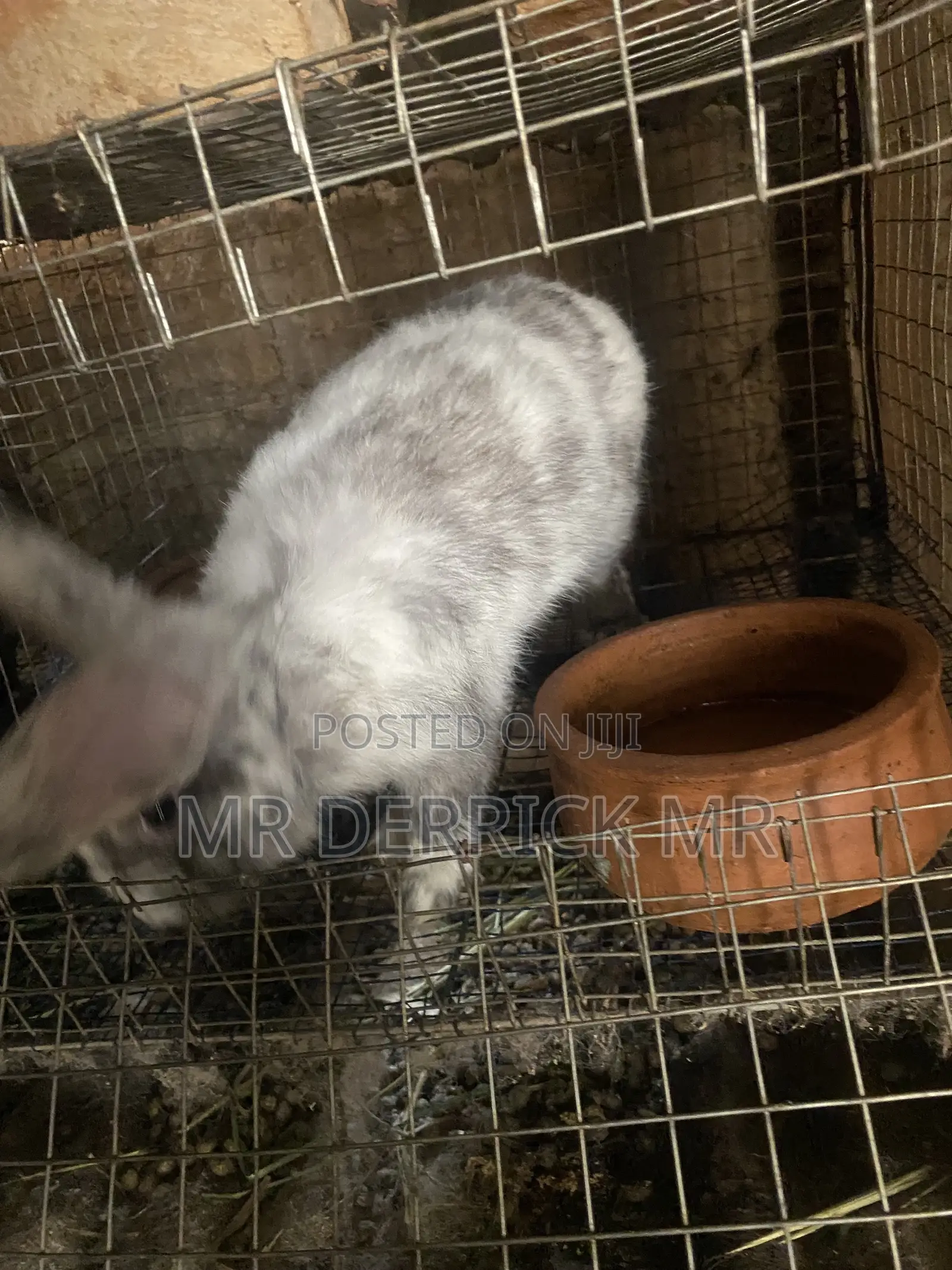 Rabbits for Sale