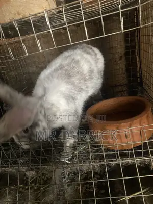 Rabbits for Sale