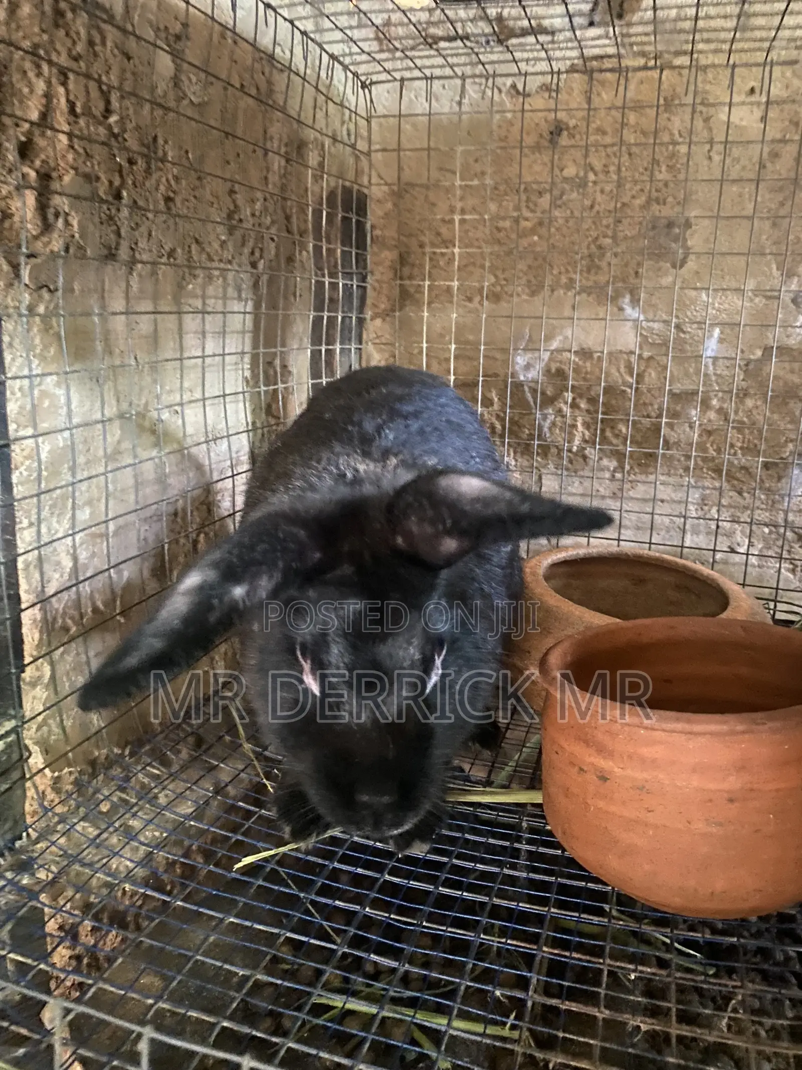 Rabbits for Sale