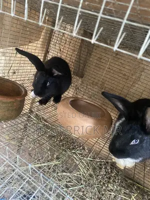 Rabbits for Sale