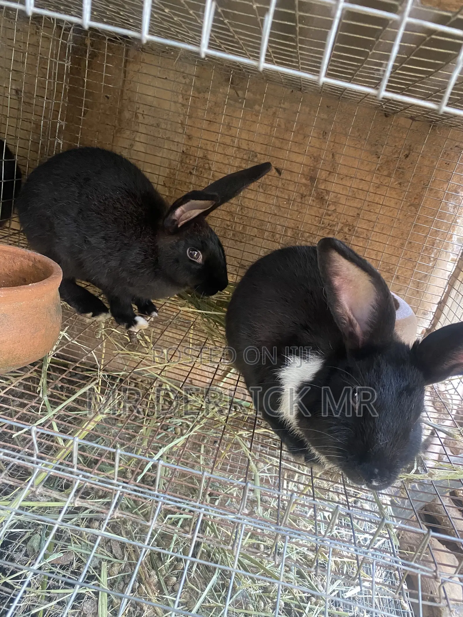 Rabbits for Sale