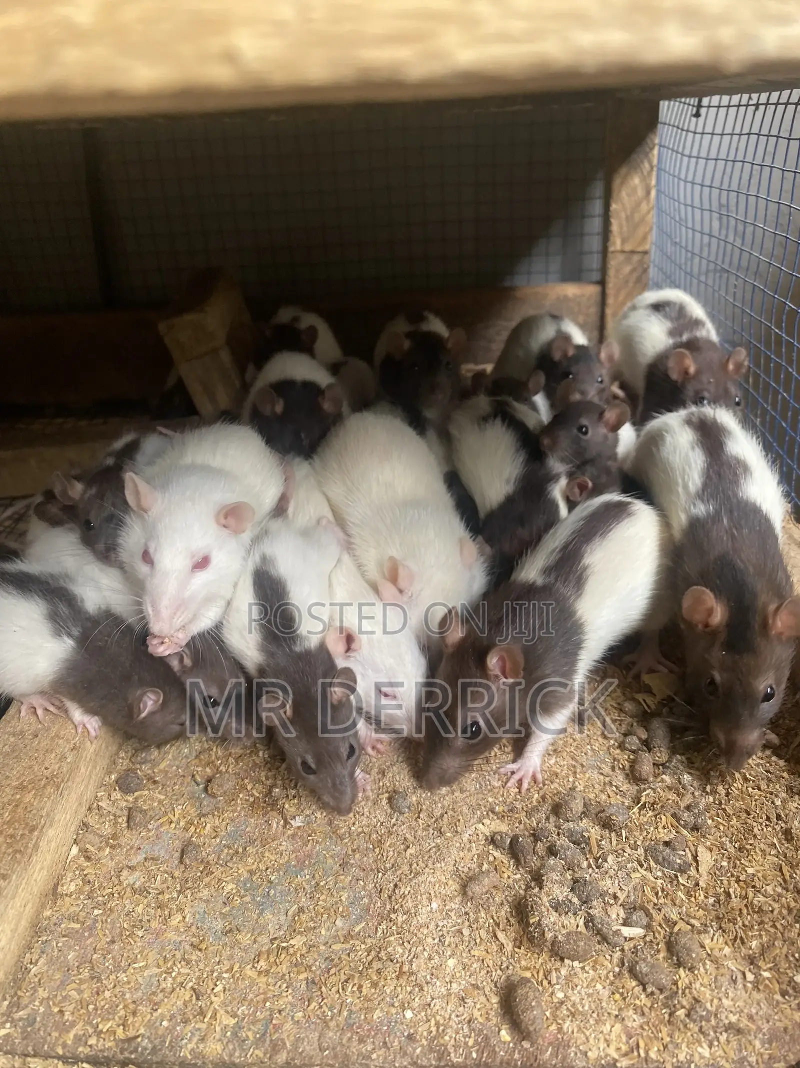 Albino Mouse or Pet Mouse