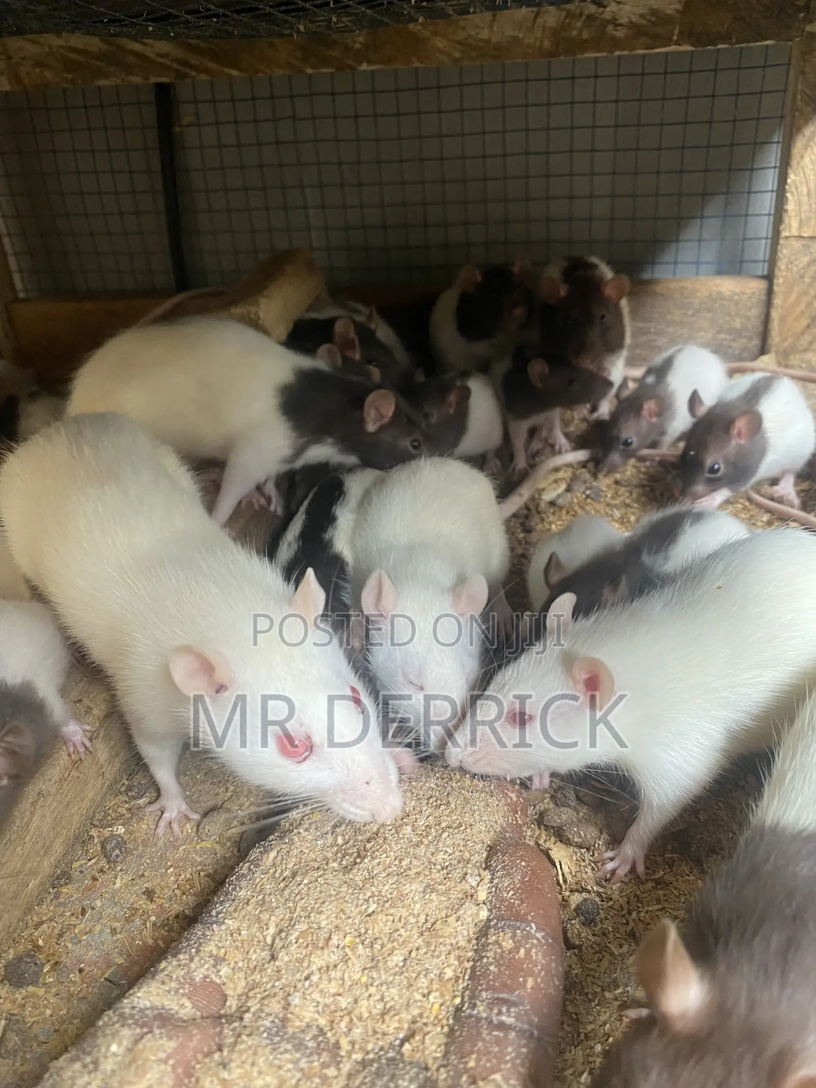 Albino Mouse or Pet Mouse