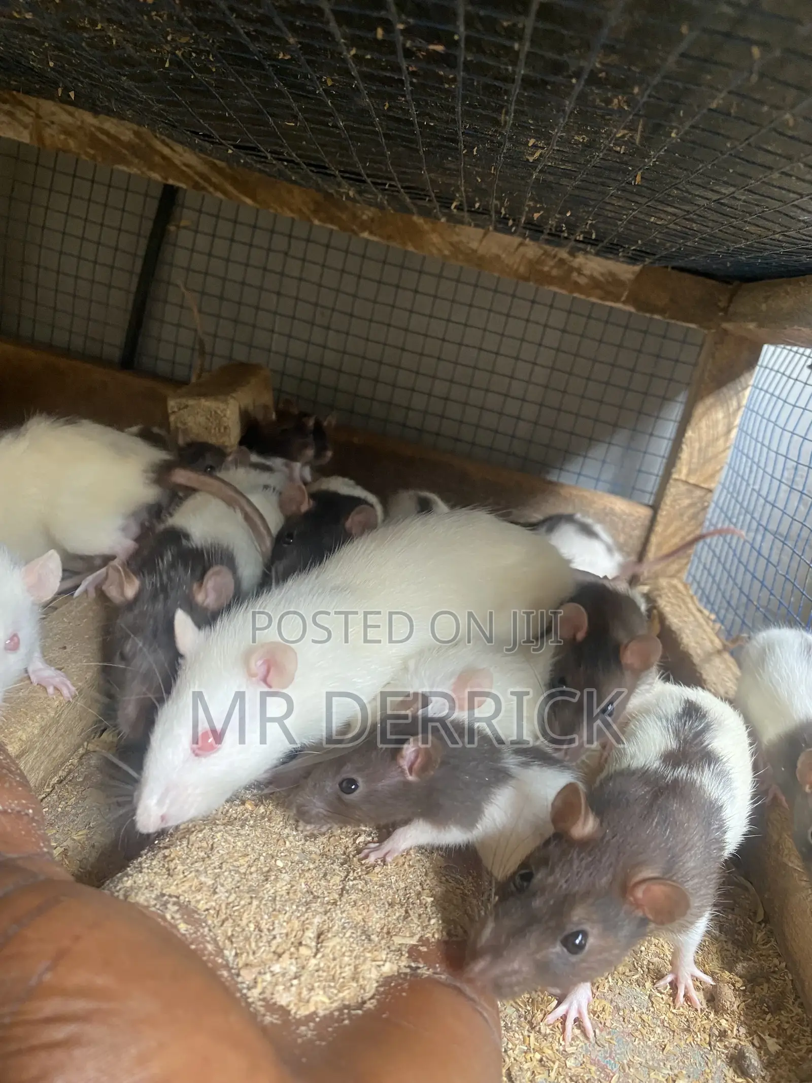 Albino Mouse or Pet Mouse
