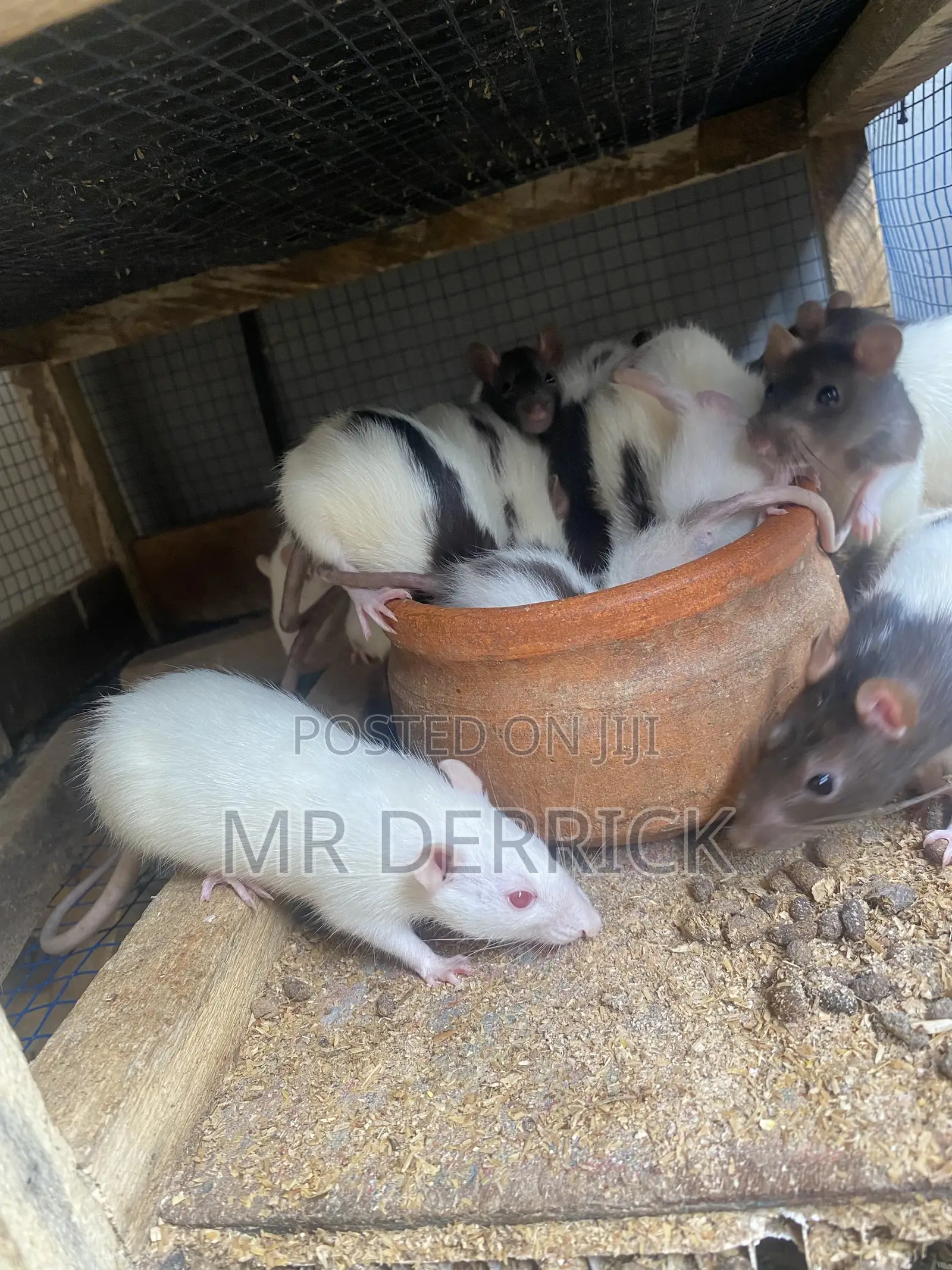 Albino Mouse or Pet Mouse