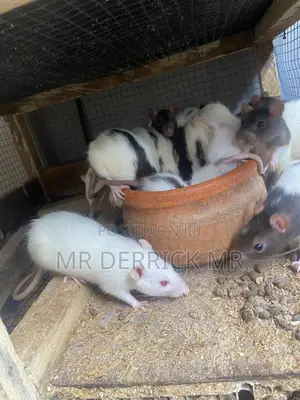 Albino Mouse or Pet Mouse