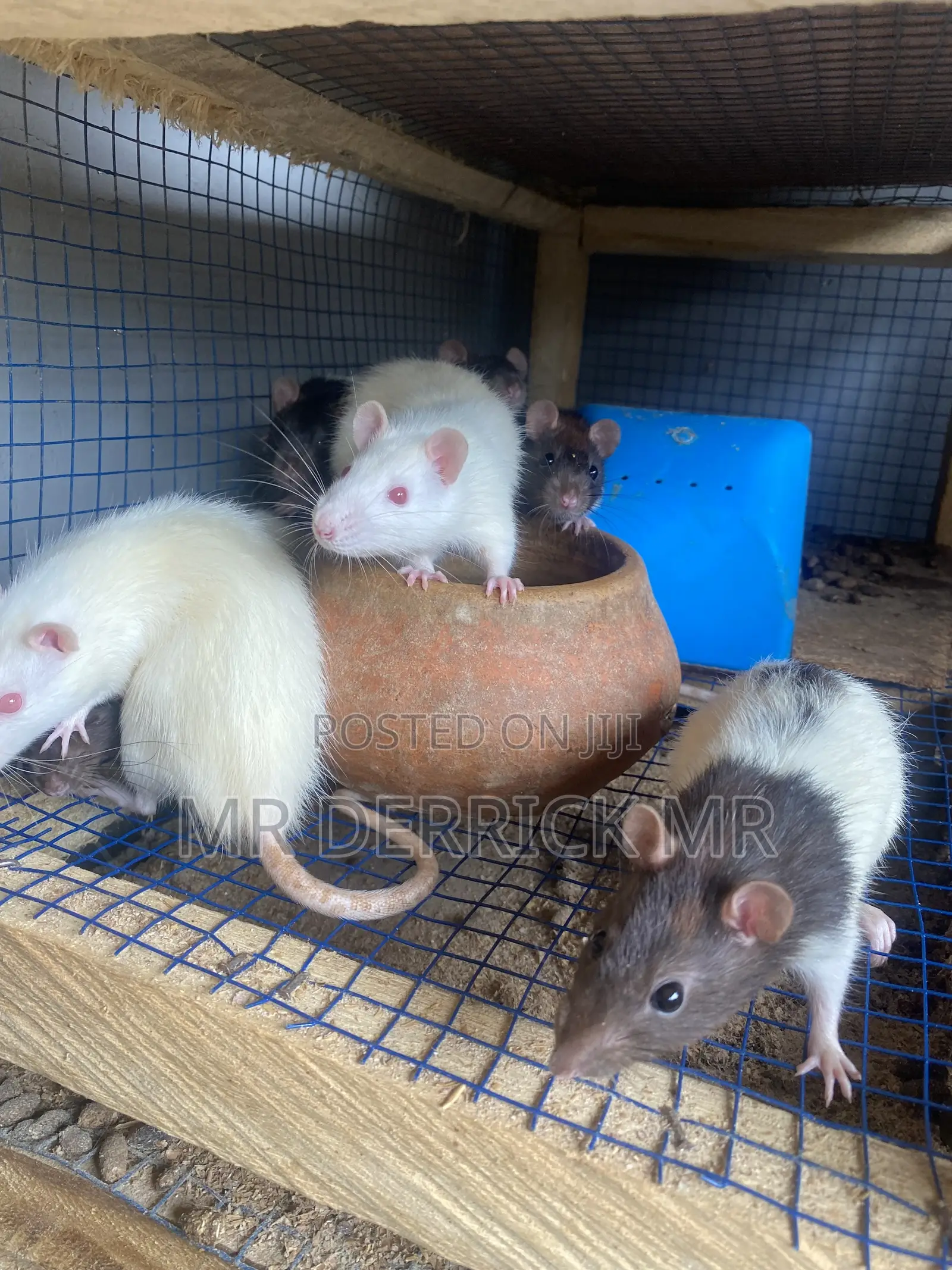 Albino Mouse or Pet Mouse