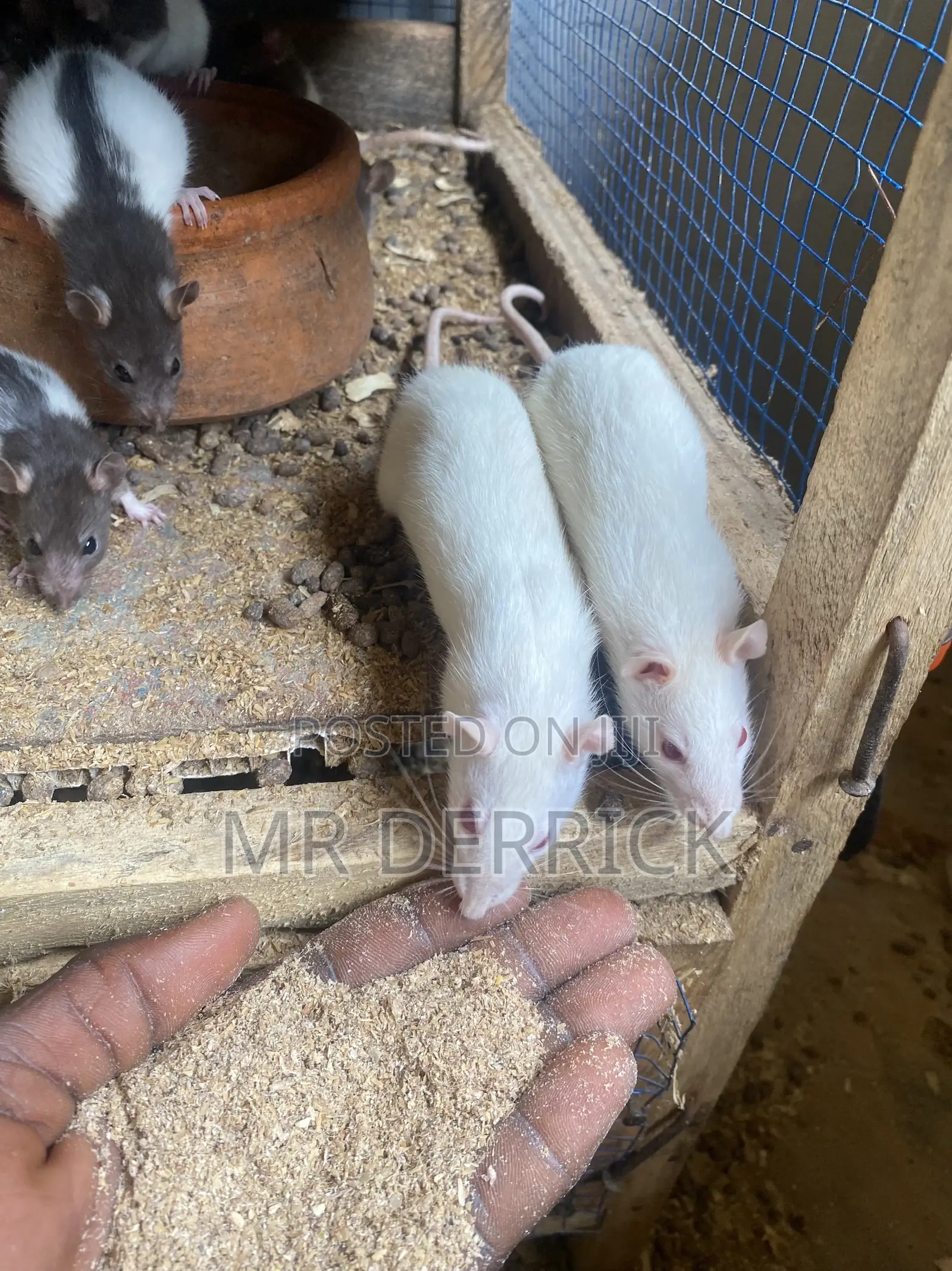 Albino Mouse or Pet Mouse