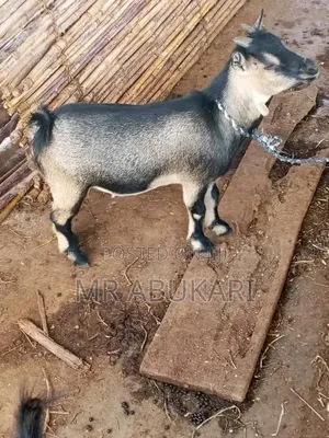 I Have All Kind of Goats Here