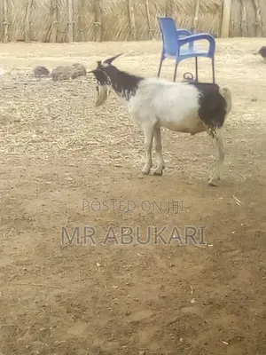 I Have All Kind of Goats Here