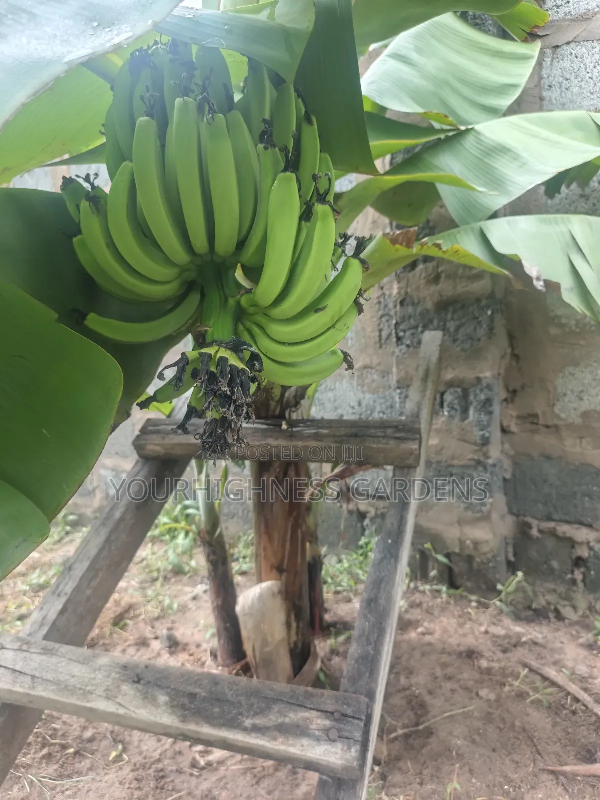 Cavendish Dwarf Banana