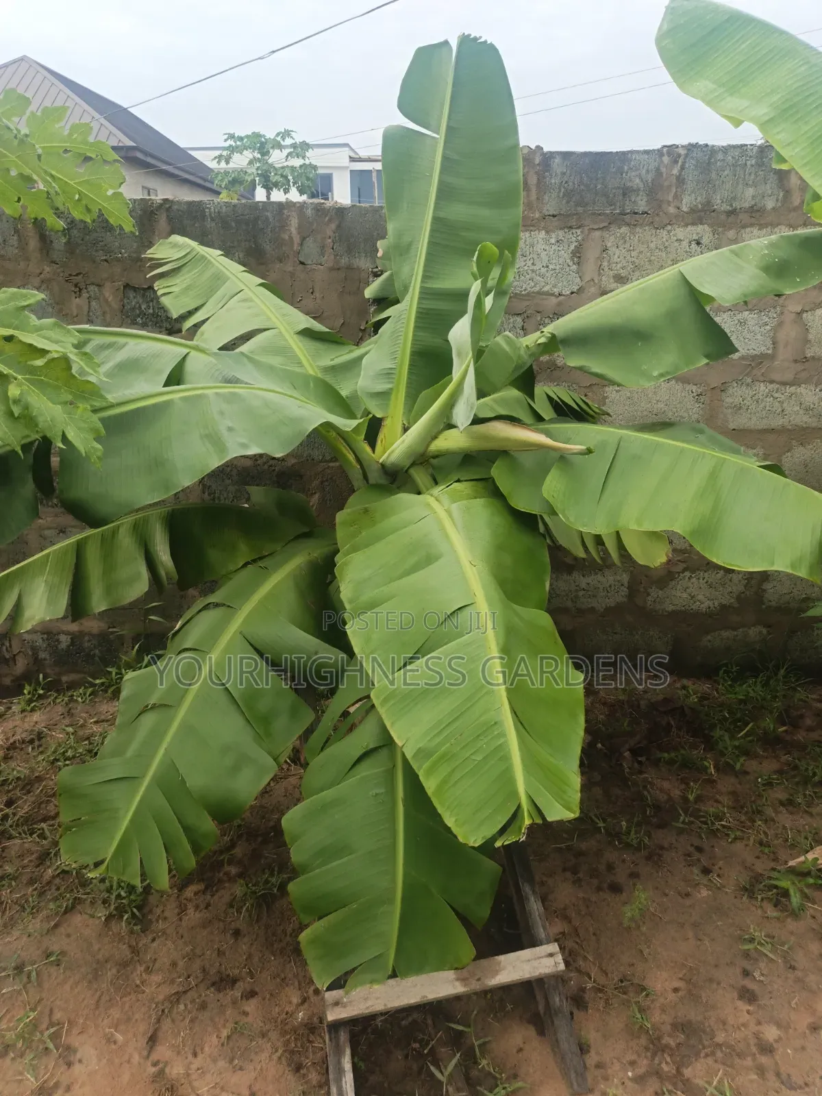 Cavendish Dwarf Banana