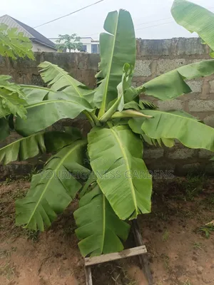 Cavendish Dwarf Banana