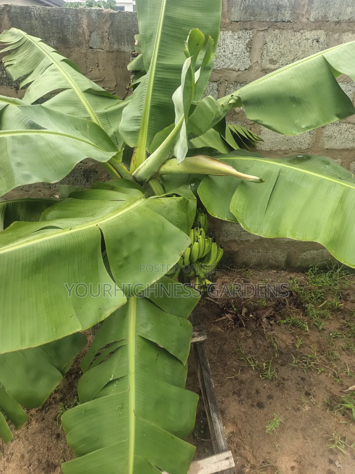 Cavendish Dwarf Banana