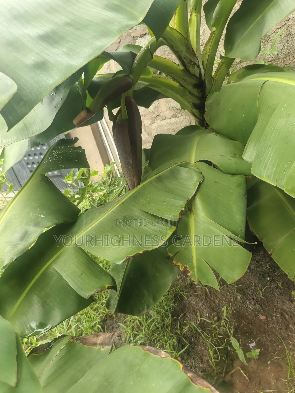 Cavendish Dwarf Banana