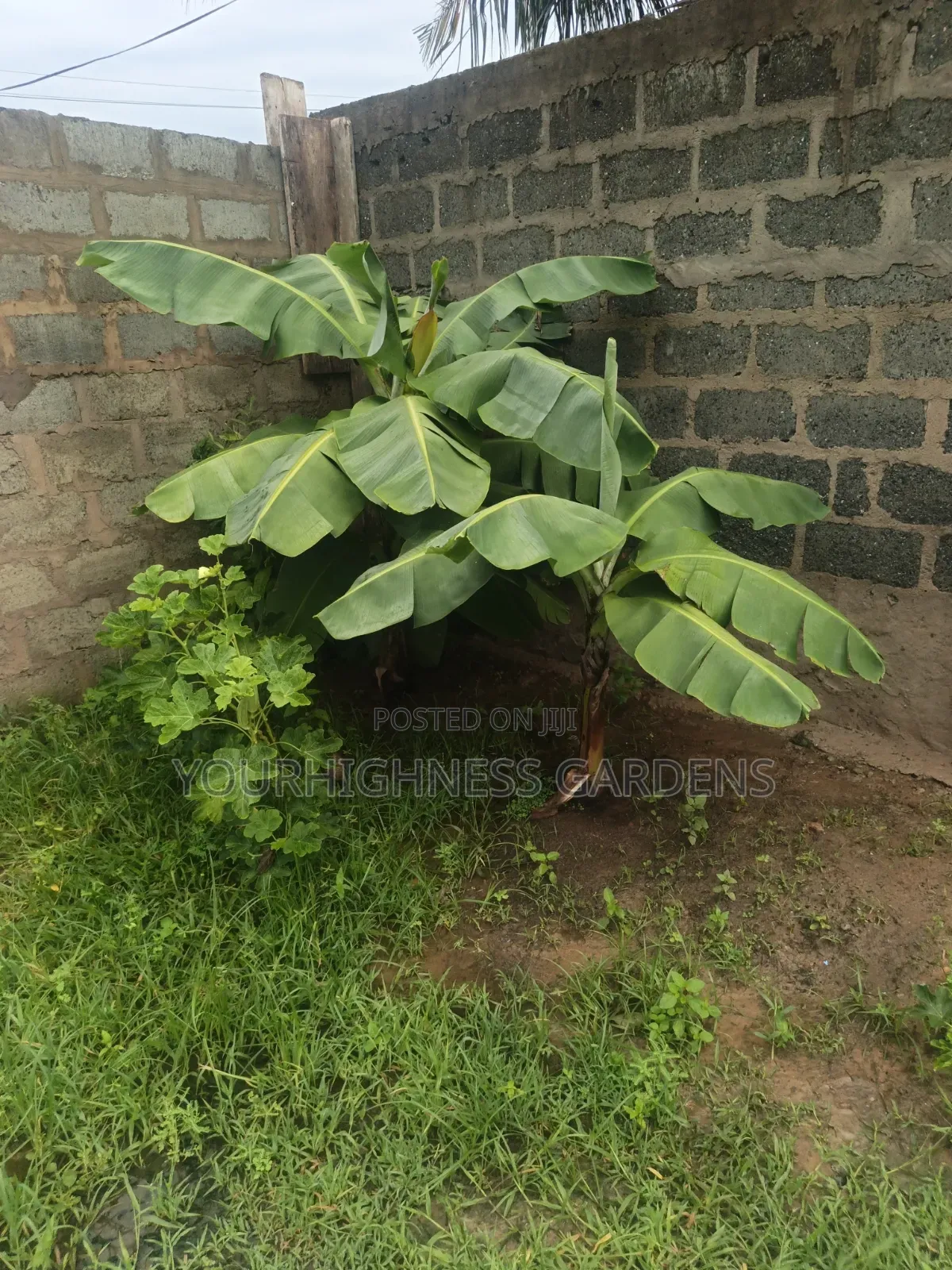 Cavendish Dwarf Banana
