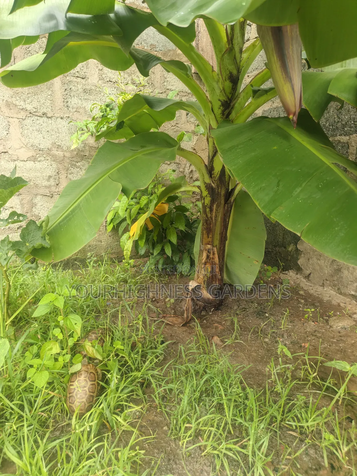 Cavendish Dwarf Banana