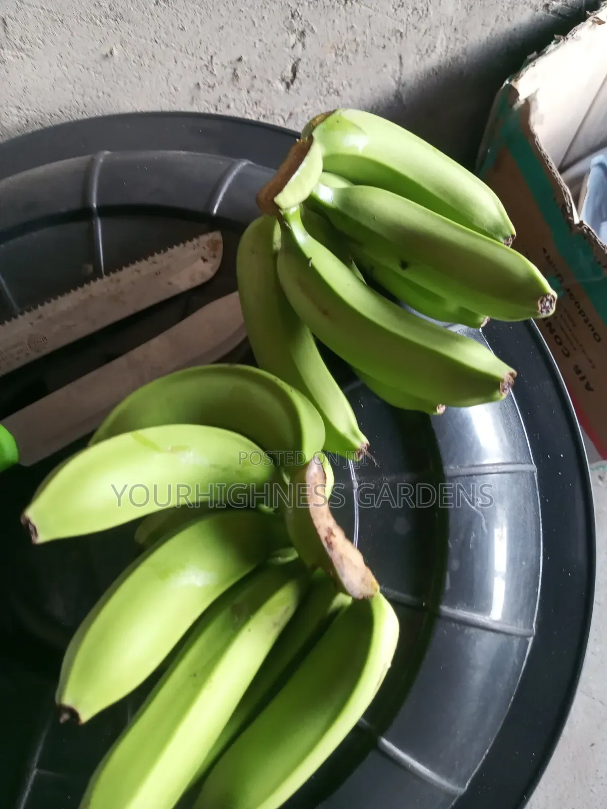 Cavendish Dwarf Banana
