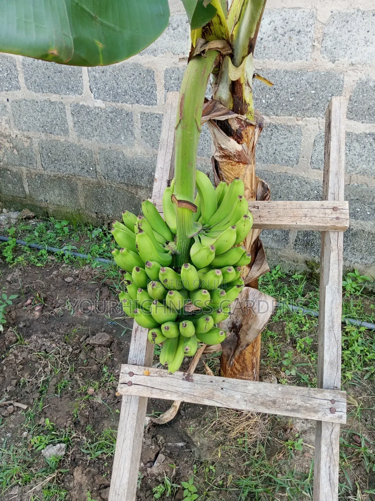 Cavendish Dwarf Banana