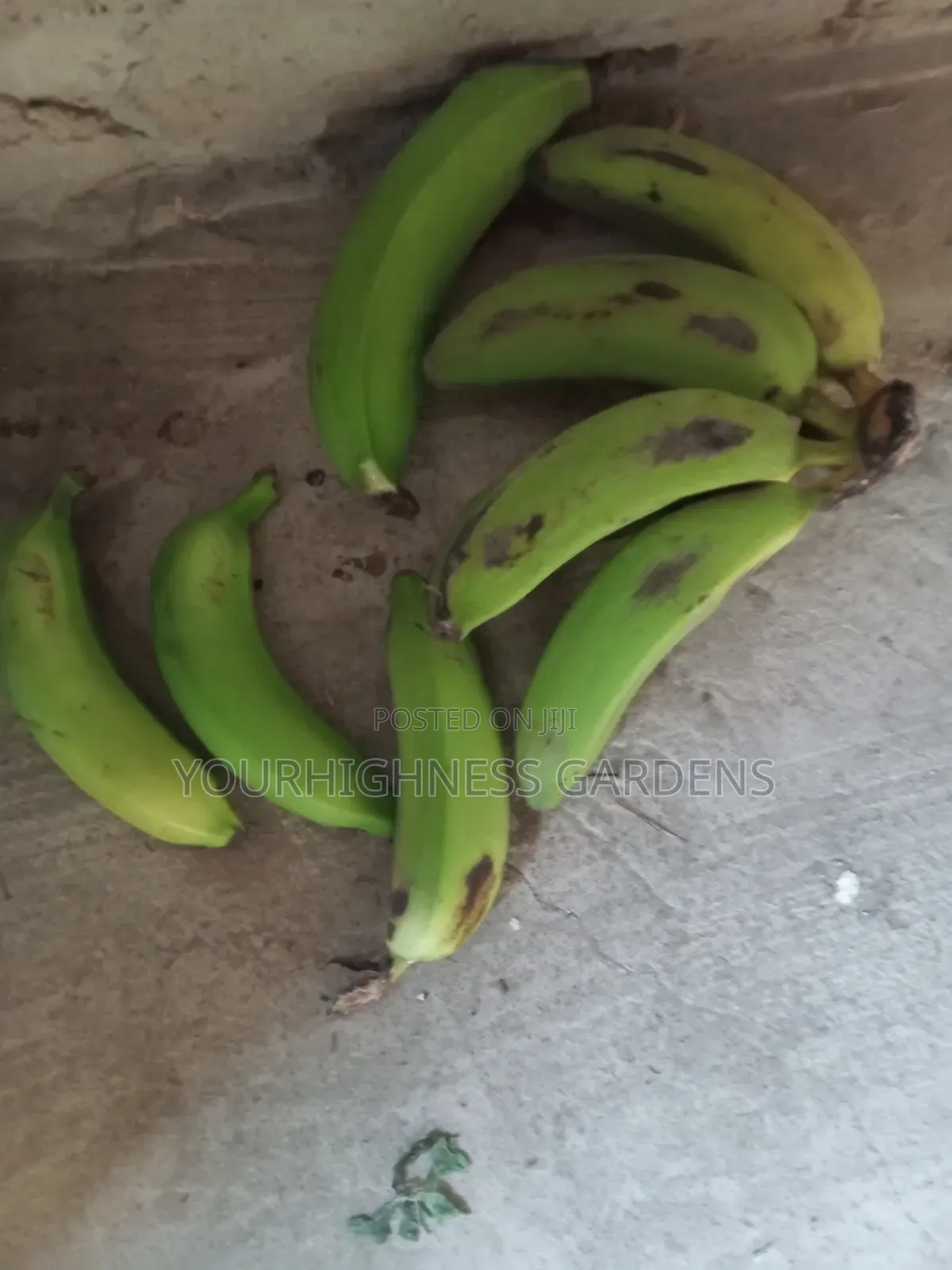 Cavendish Dwarf Banana